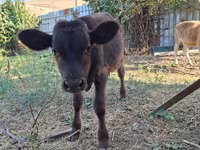 Banteng, Cattle — foto 8