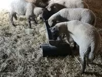 قوچ, گوسفند — عکس 2