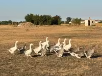 Ducks — fotografija 3