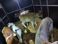 Býk, Simmental cattle — foto 3