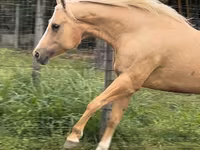 فرس, Quarter Horse — الصورة 3