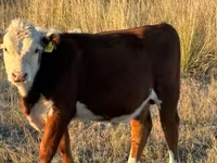 Lembu jantan, White-headed Ukrainian — foto 1