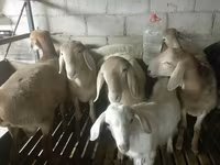 Montone, Arashan sheep — foto 7
