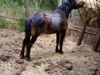 பெண் குதிரை, குதிரைகள் — புகைப்படம் 1
