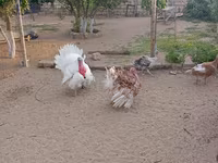 Turkeys — foto 2