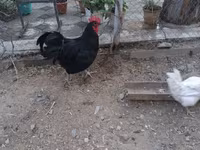 Chickens — акс 2