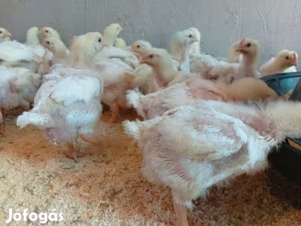 Chickens