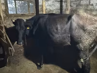 İnek, Holstein ırkı — foto 1