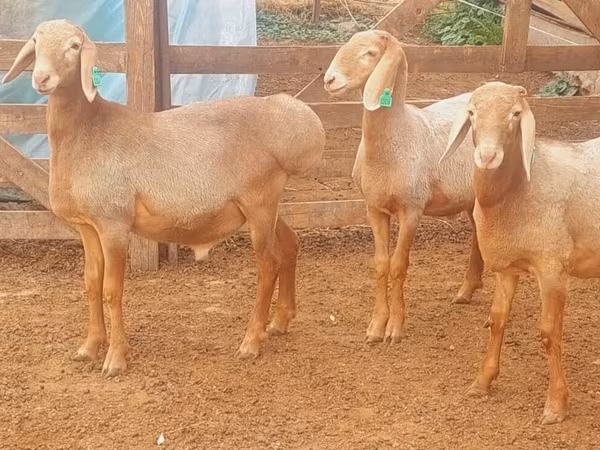 Montone, Arashan sheep
