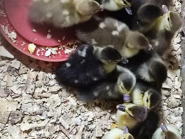 Ducks