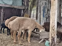 میش, گوسفند — عکس 2