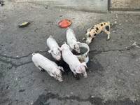 مادہ سؤر, سور — تصویر 1