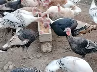 Turkeys — 写真 8