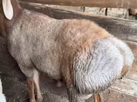 Kambing jantan, Arashan sheep — foto 2