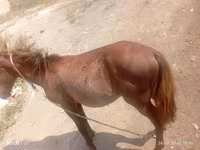 اسب نر, اسب — عکس 1