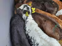 Bydło (partia, płeć nieokreślona), Simmental cattle — zdjęcie 7