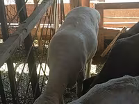 Ovan, Merino sheep — fotografija 1