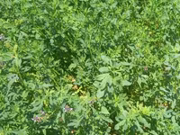 Hal hazirda Yonca (Medicago sativa) becerilib 3 hektar torpaq sahəsi — foto 1