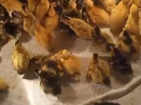 Ducks — புகைப்படம் 2