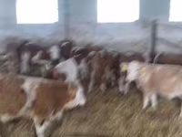 گاو نر, Simmental cattle — عکس 4