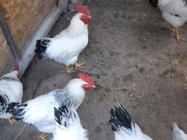 Adler Silver