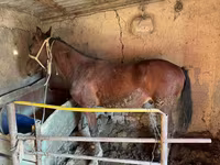 Ձի, Horse breed — լուսանկար 3