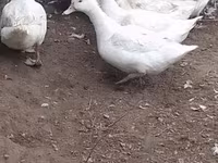 مولارڈ — تصویر 2
