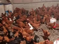 Chickens — foto 1