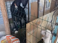 Capra, Alpine goat — foto 1