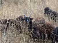 Pecora, Racka sheep — foto 2