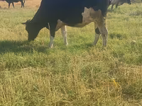 Ko, Holstein-race — foto 3