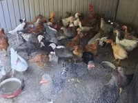 Chickens — φωτογραφία 1