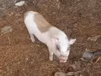 母猪 — 照片 1