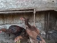 মালয় গেম — ছবি 2