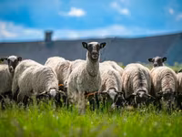 Ram, Romanov sheep — photo 3