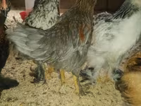 Chickens — 사진 3