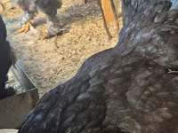Brahma — foto 6