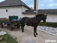 Hoppe, Heste — foto 4
