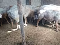 Kambing betina, Arashan sheep — foto 4