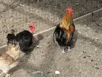 Chickens — عکس 3