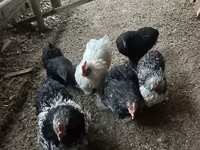 Chickens — foto 1