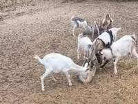 ஆண் வெள்ளாடு, வெள்ளாடுகள் — புகைப்படம் 3