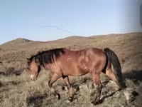 Faras, Kazakh horse — sawirka 4