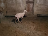Baran, Owce — zdjęcie 2