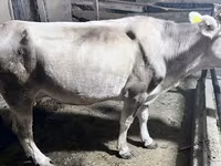 Dibi, Cattle — sawirka 8