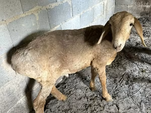 Ovce, Katum sheep