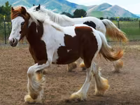 Kuda betina, Gypsy horse — foto 3