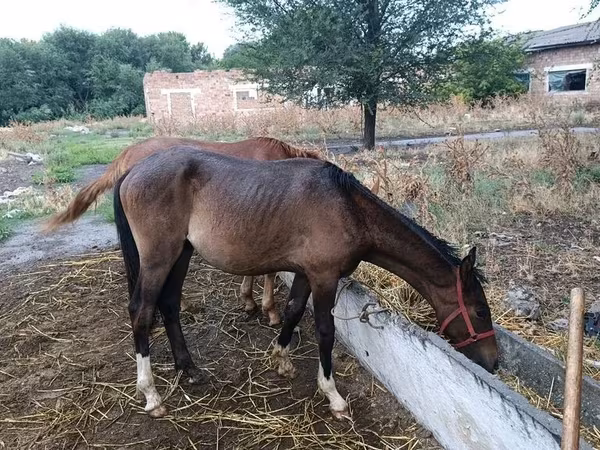 Caballos