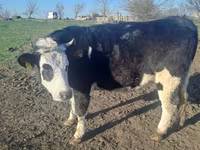 بقرة, Simmental cattle — الصورة 2