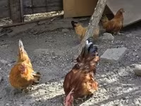 Chickens — 사진 3